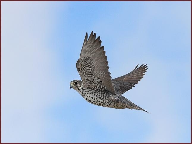 gyrfalcon