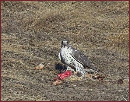 gyrfalcon