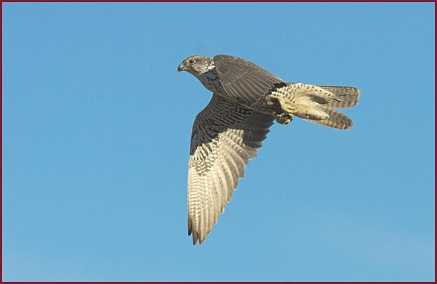 gyrfalcon