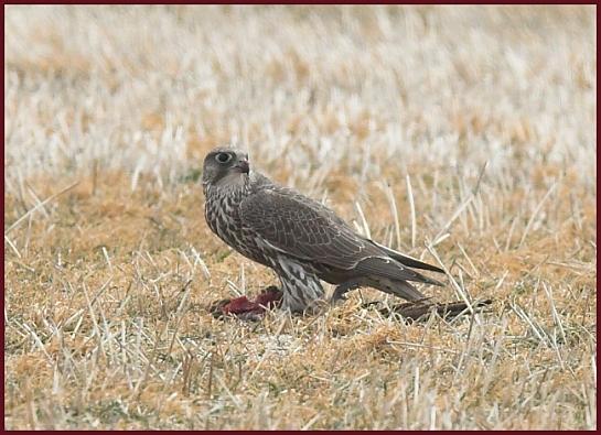 gyrfalcon