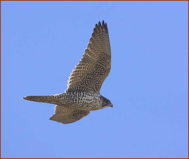 gyrfalcon