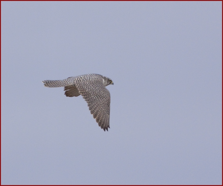 gyrfalcon