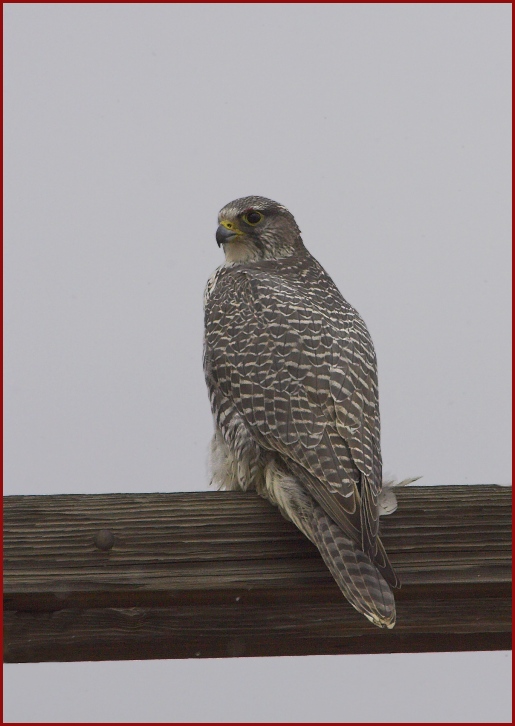 gyrfalcon