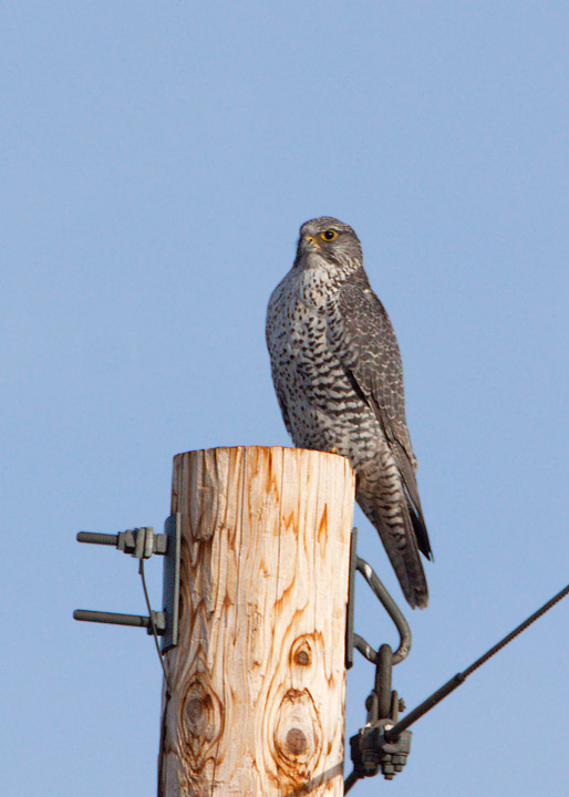 gyrfalcon