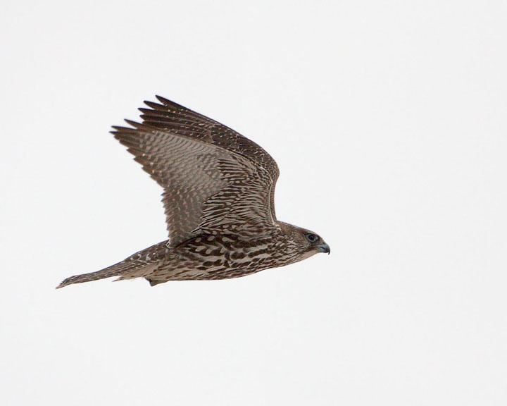 gyrfalcon