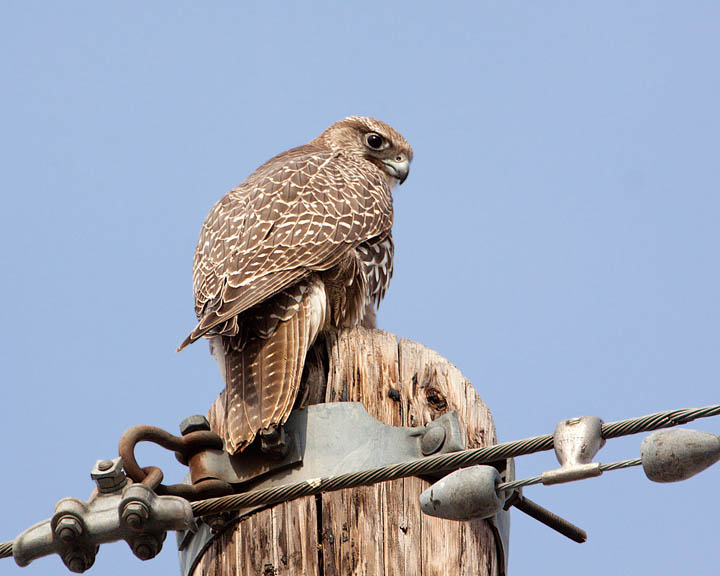 gyrfalcon