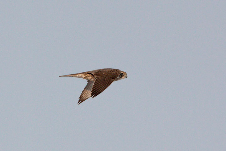 gyrfalcon