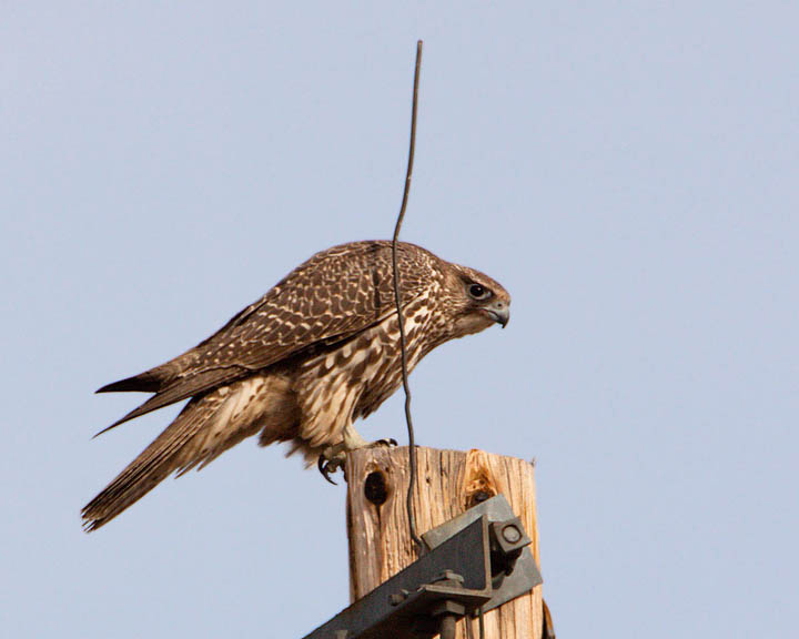 gyrfalcon