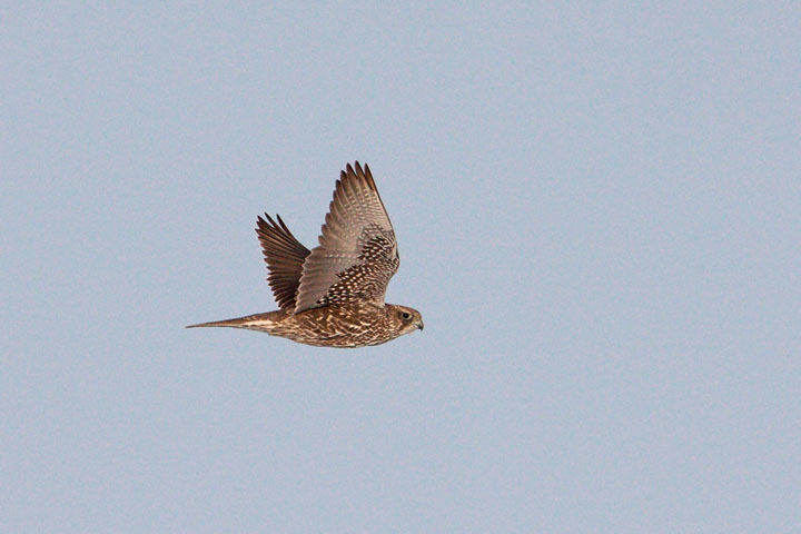 gyrfalcon