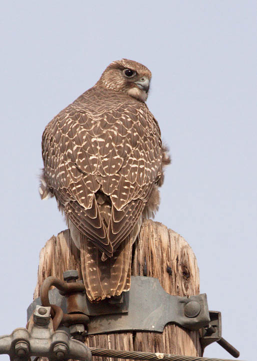 gyrfalcon