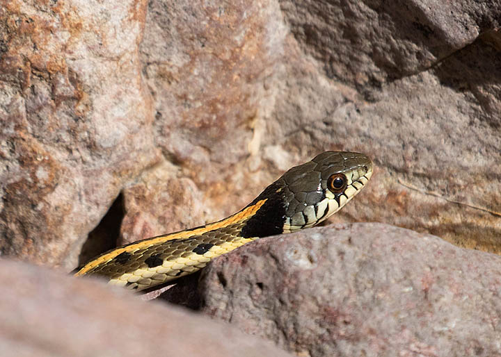 Black-necked Gartersnake