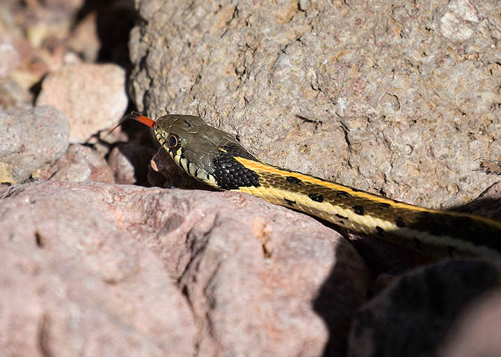 Black-necked Gartersnake