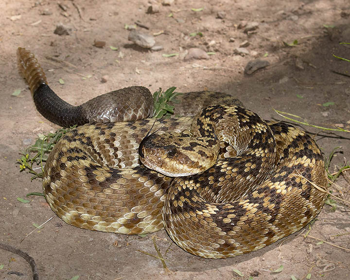 Black-tailed Rattlesnake