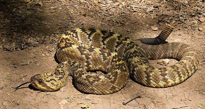 Black-tailed Rattlesnake