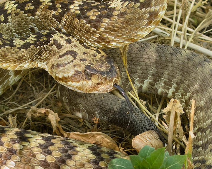 Black-tailed Rattlesnake