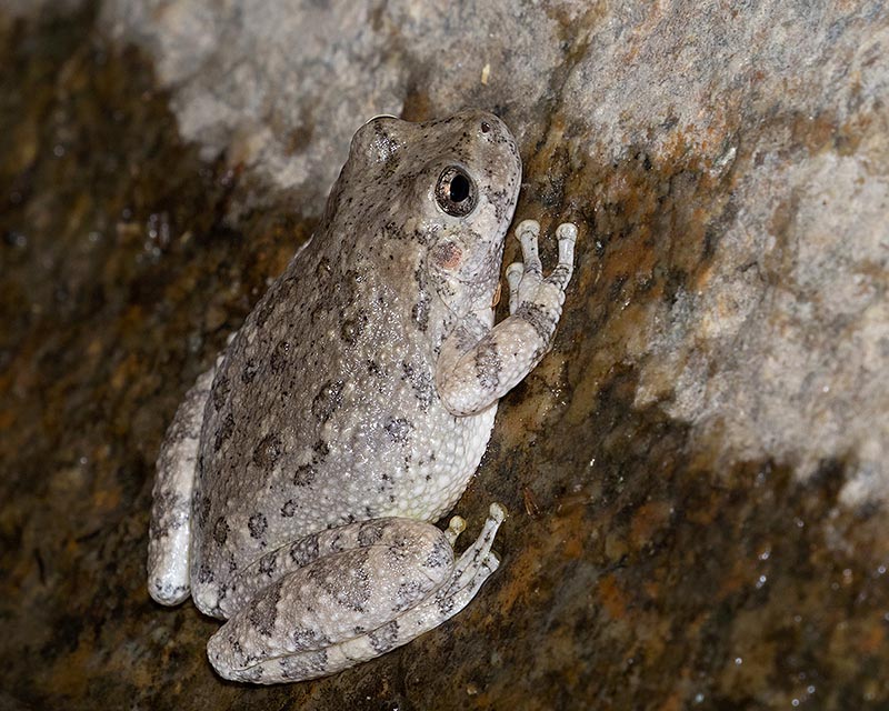 Canyon Treefrog