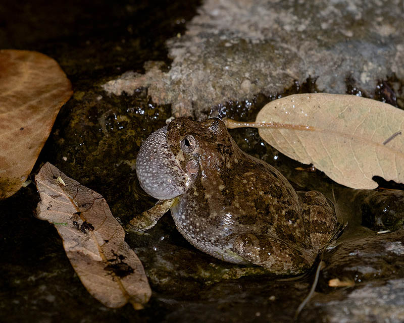 Canyon Treefrog