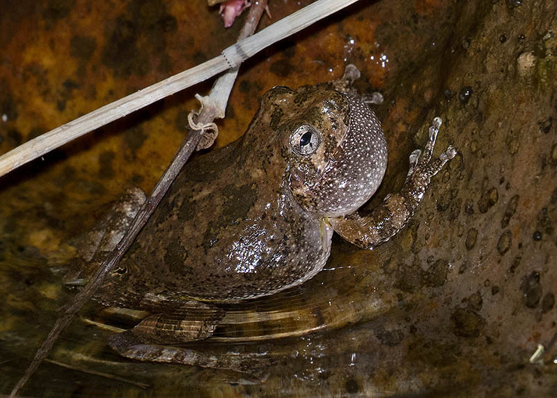 Canyon Treefrog