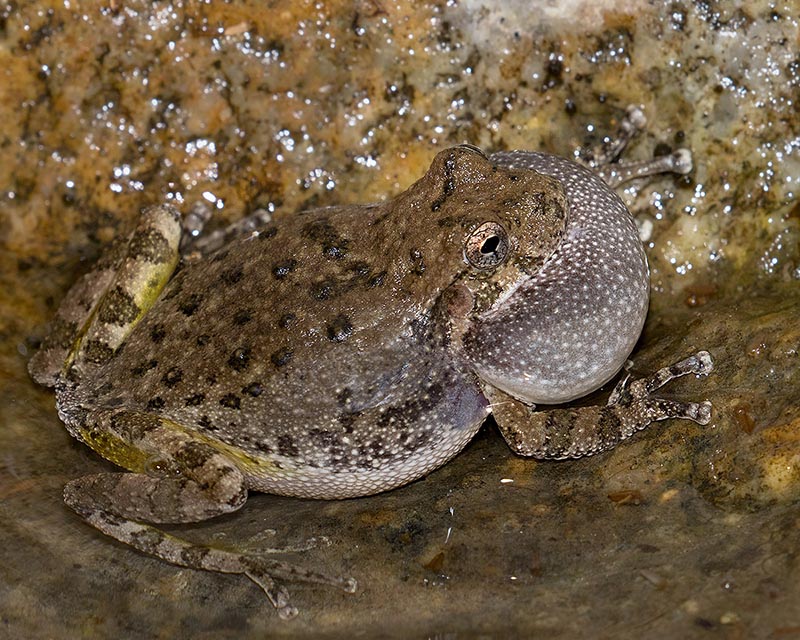 Canyon Treefrog