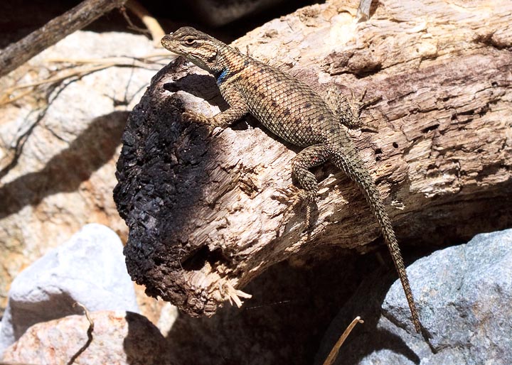 Clark's Spiny Lizard