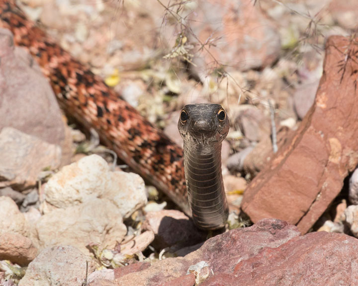 Coachwhip