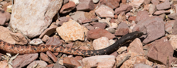 Coachwhip