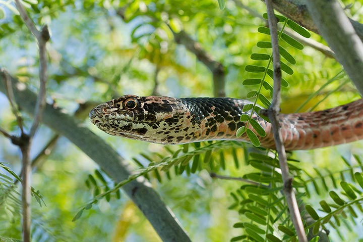 Coachwhip