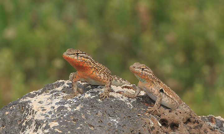 Common Side-blotched Lizard