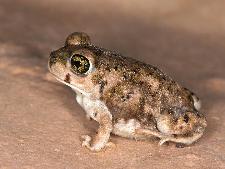 Couch's Spadefoot