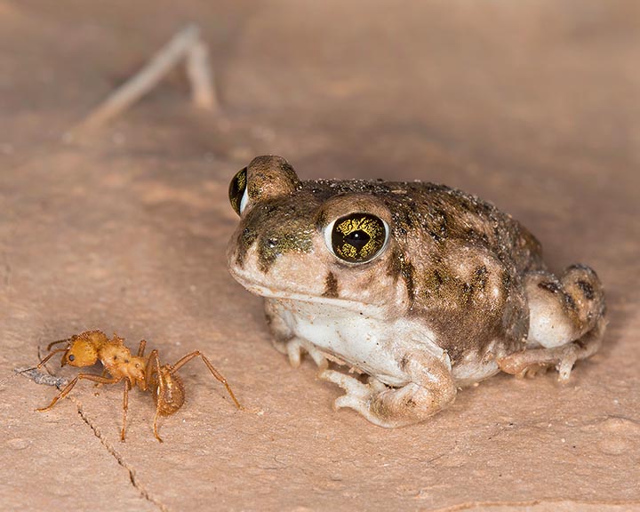 Couch's Spadefoot