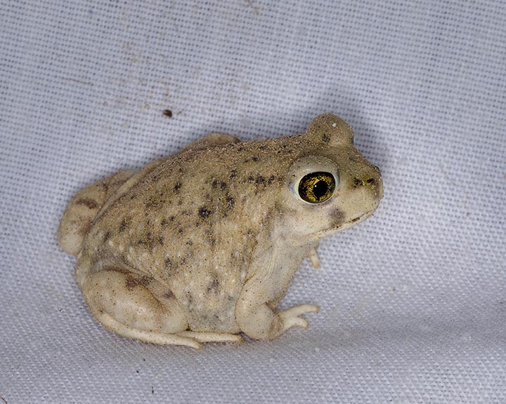 Couch's Spadefoot