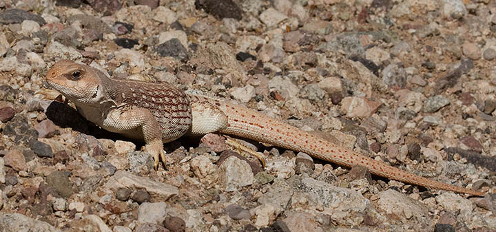 Desert Iguana