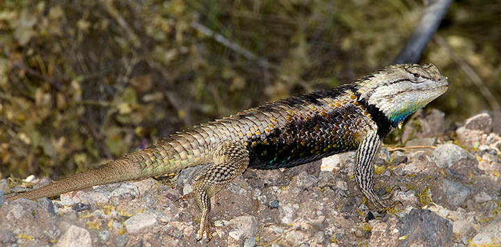 Desert Spiny Lizard