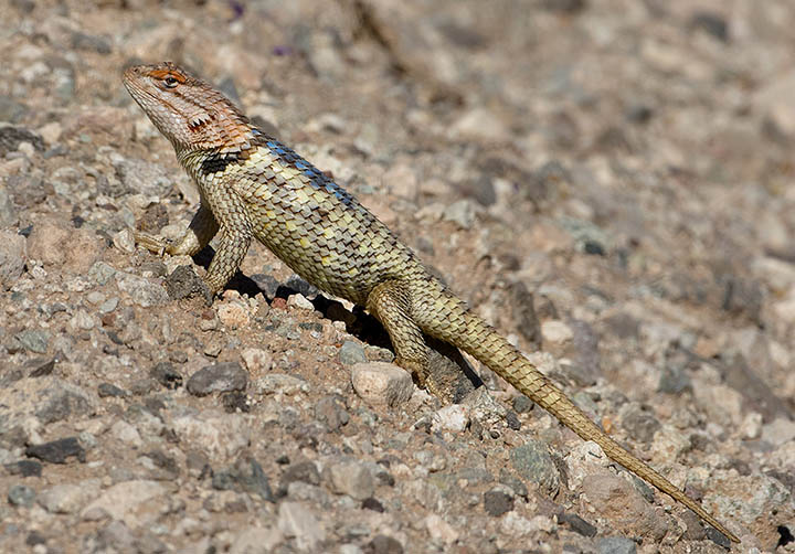 Desert Spiny Lizard