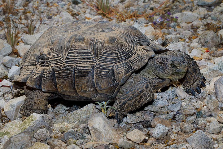 Desert Tortoise