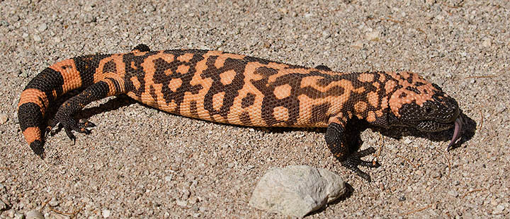 Gila Monster