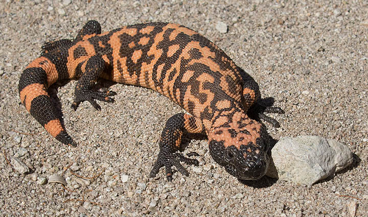 Gila Monster