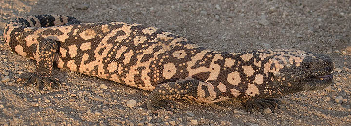 Gila Monster