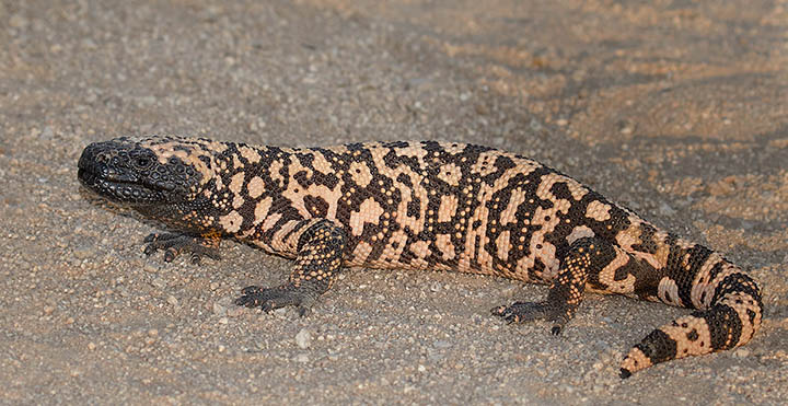 Gila Monster