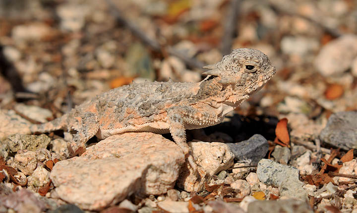 Goode's Horned Lizard