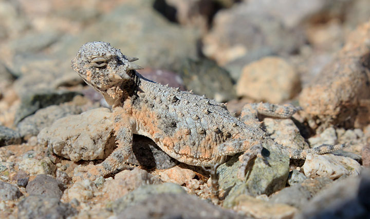 Goode's Horned Lizard