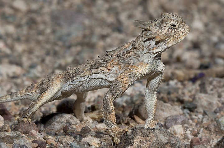 Goode's Horned Lizard