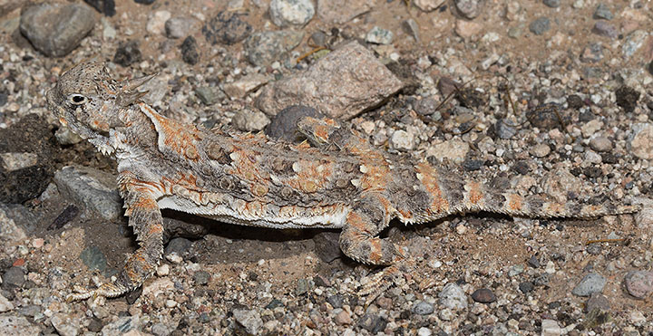 Goode's Horned Lizard