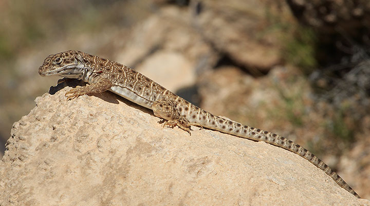 Long-nosed Leopard Lizard