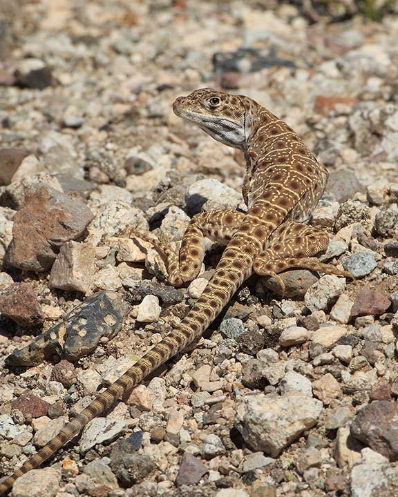 Long-nosed Leopard Lizard