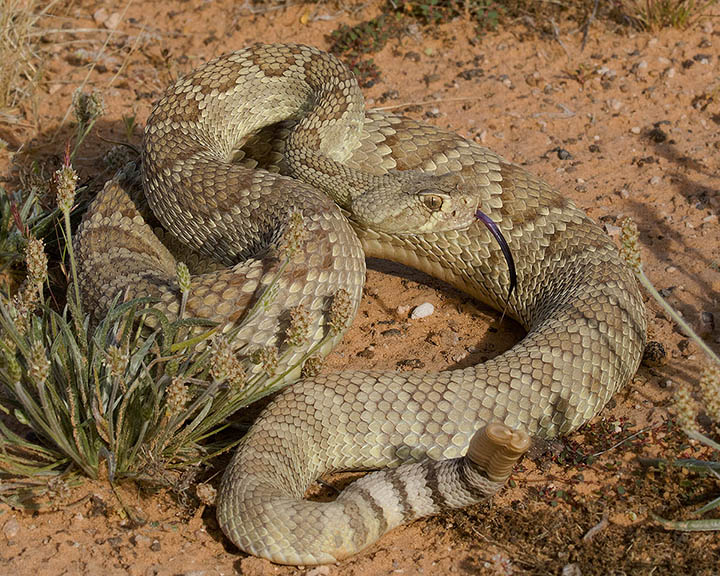 Mohave Rattlesnake