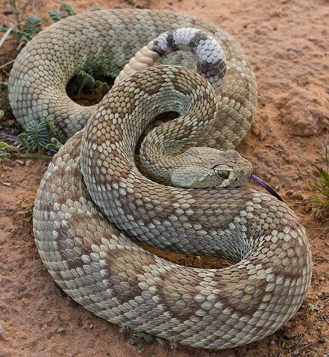 Mohave Rattlesnake