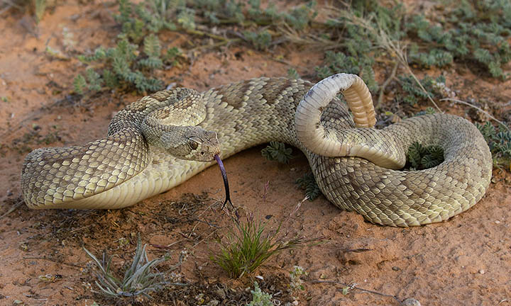 Mohave Rattlesnake