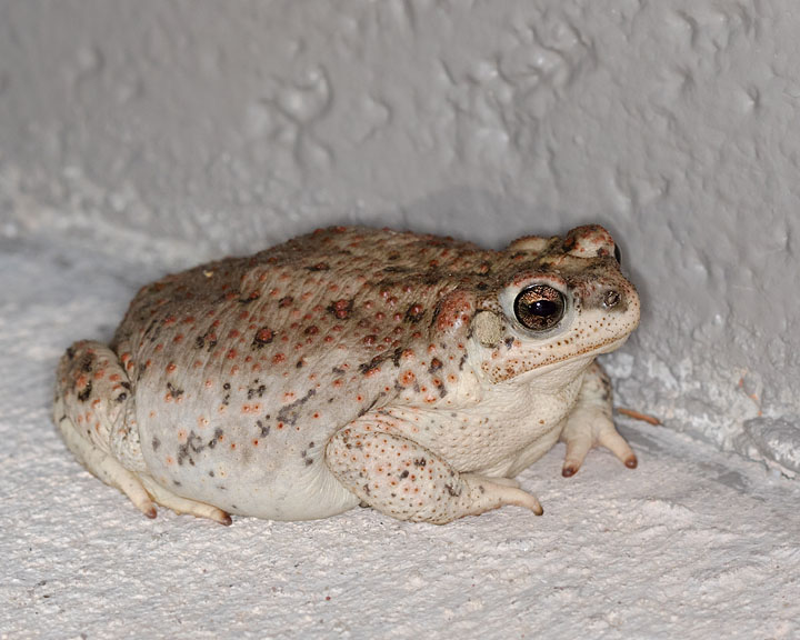 Red-spotted Toad