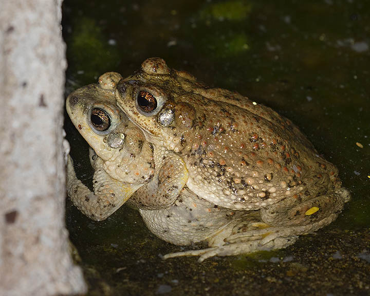 Red-spotted Toad